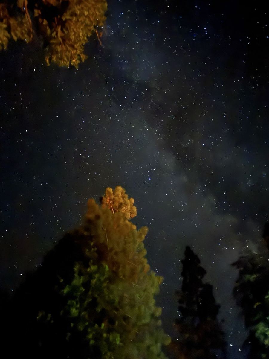 Milky Way over the pines at night