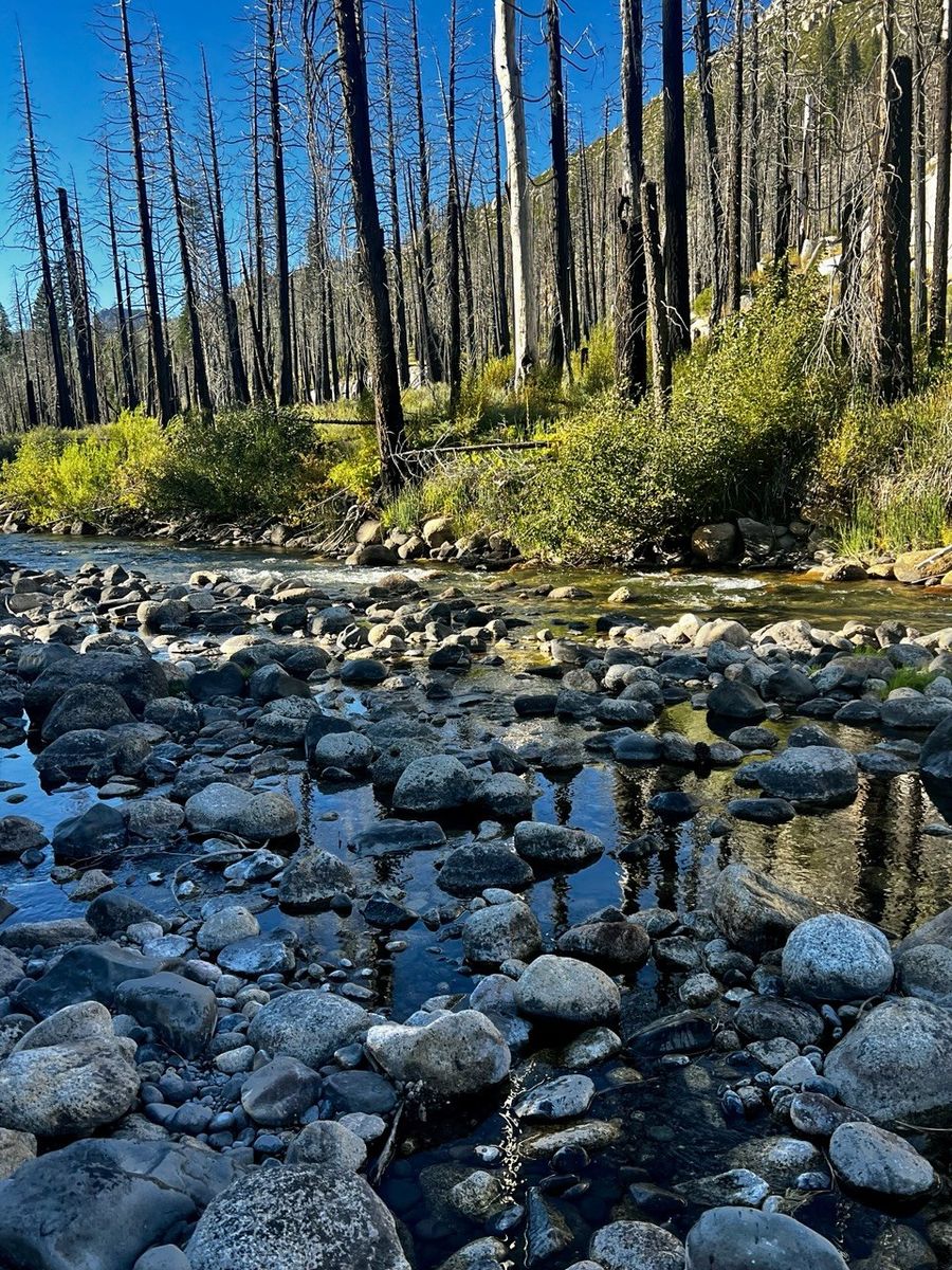 Rocky stream flowing through charred and regrowing trees in post-fire forest