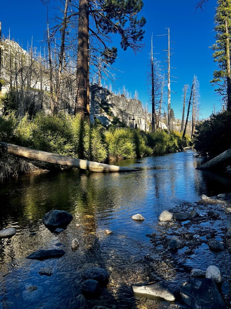 Clear stream and fallen-log bridge through the recovering forest