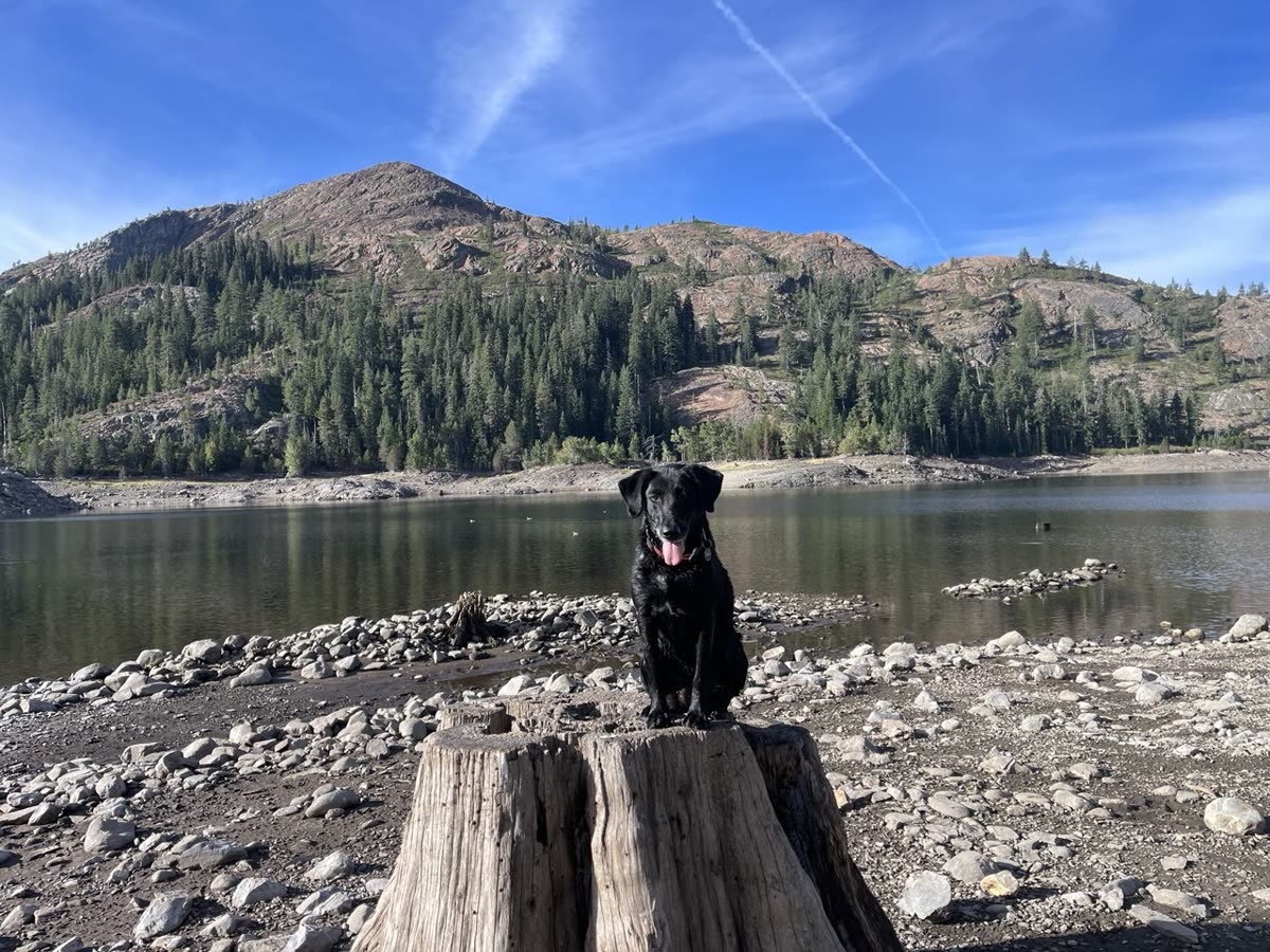 Chevy, a wet black dog, sitting on a large weathered tree stump at the rocky shore of an alpine lake in Tahoe National Forest.