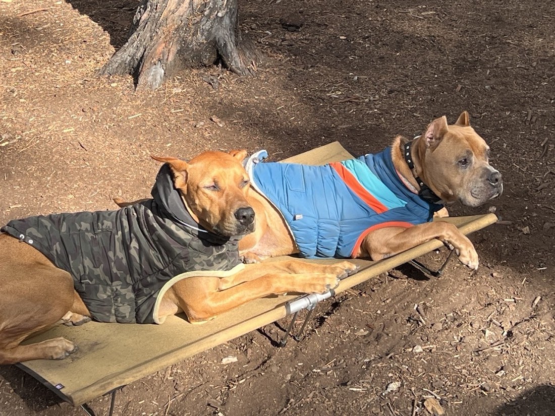 Two tan trail dogs, Eddy and Seven, resting side by side on an elevated canvas cot at a Tahoe National Forest campsite, wearing camo and blue puffer vests